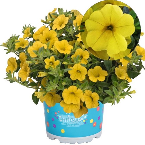 Calibrachoa 'Aloha Kona Yellow' - Puispetuunia 'Aloha Kona Yellow' P9/0,55L